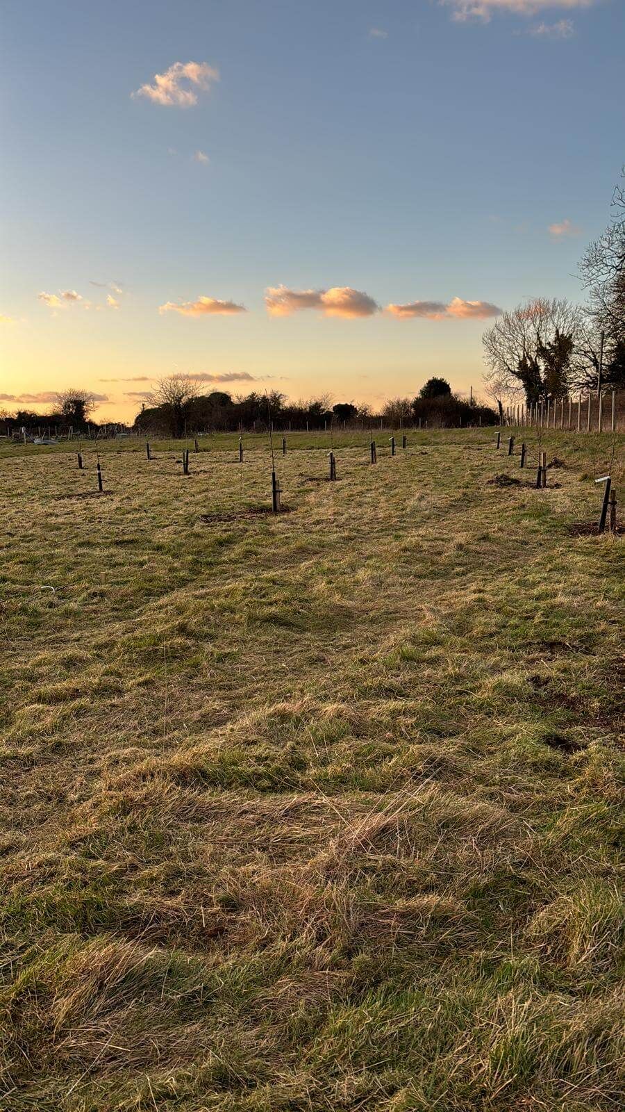 A field at sunset with orange hues, scattered clouds and the beginnings of an orchard