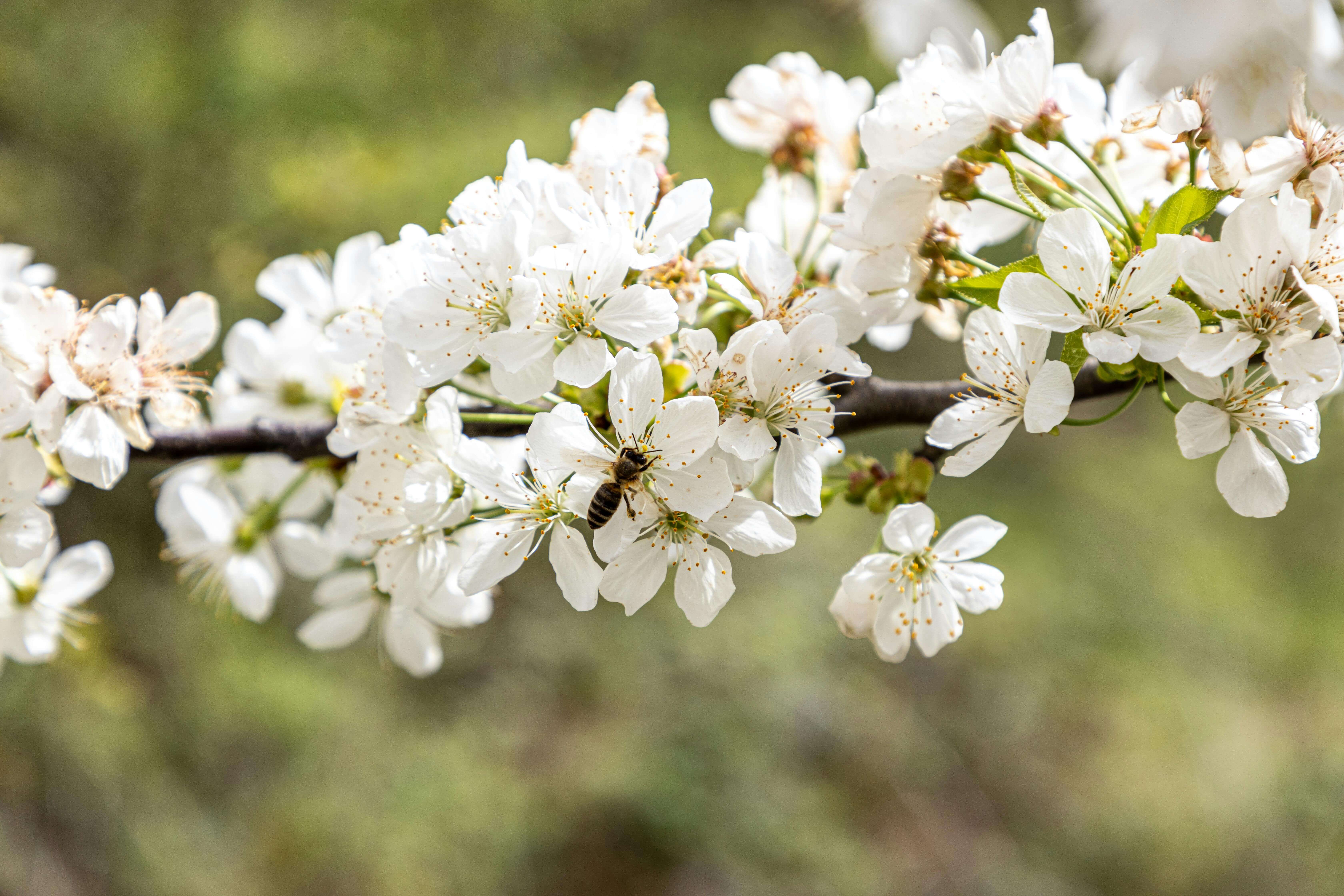 A bee perched on a white flower on a fruit tree