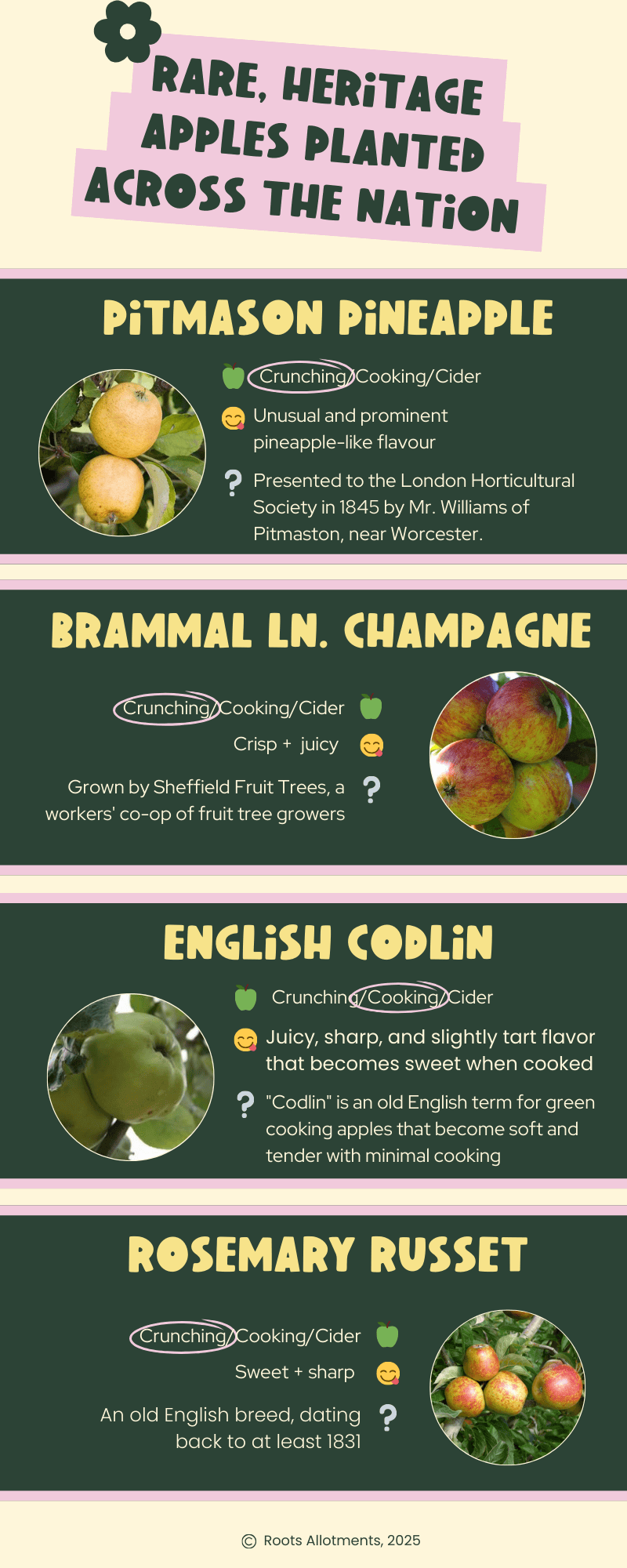 An infographic sharing information about four rare, heritage apple varieties: Pitmason Pineapple, Brammal Lane Champagne, English Codlin and the Rosemary Russet