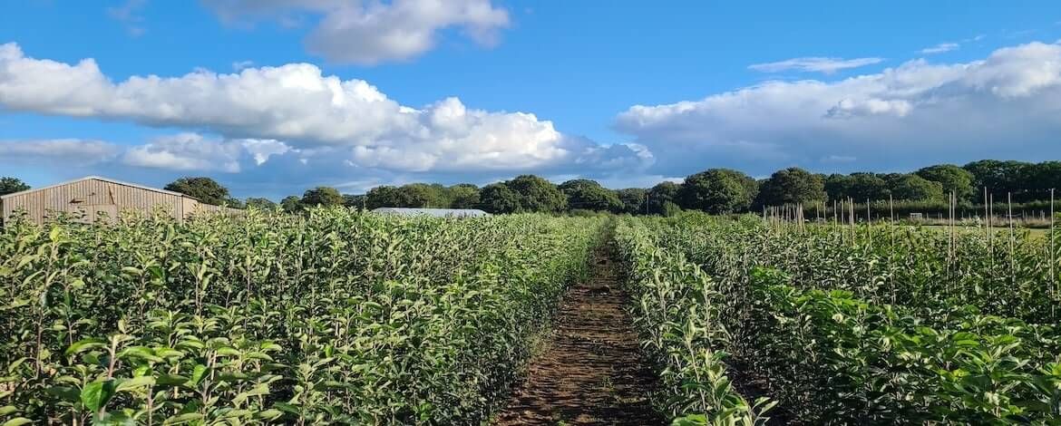 A fruit tree nursery, with rows of sapling fruit trees and a blue but cloudy sky