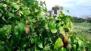 A close-up of a pear tree with suburbia in the background